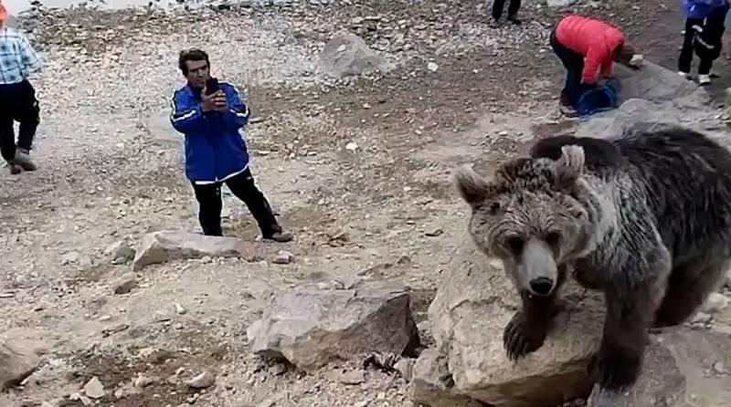 افزایش حضور خرس‌های سبلان در روستاهای مشگین‌شهر