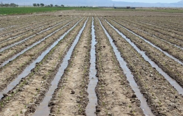 گسترش کشت قراردادی بر اساس برنامه هفتم