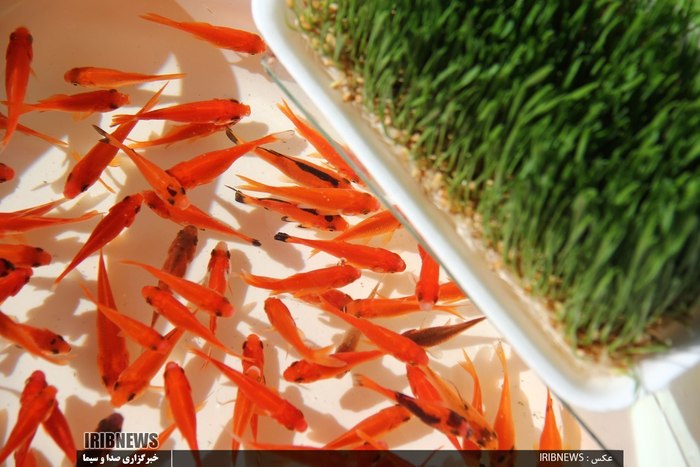 جلوه های زیبای عید 97 در اردبیل